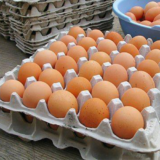 fresh tray of eggs