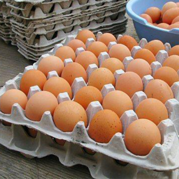 Egg Tray