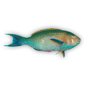 Parrot fish