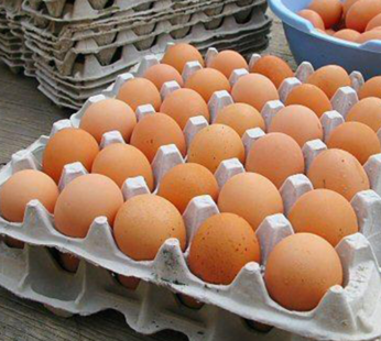 Fresh Tray of Eggs