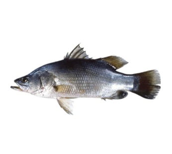 Whole Nile Perch (per Kg)