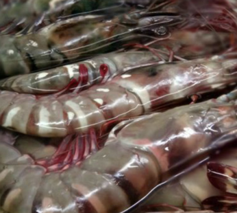 2kg jumbo prawns (per Box)