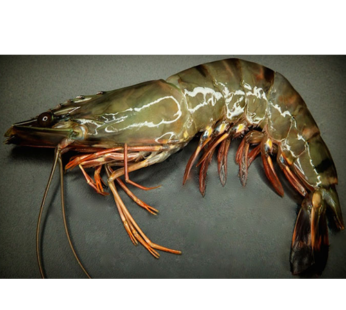 2kg tiger prawns (per Box)