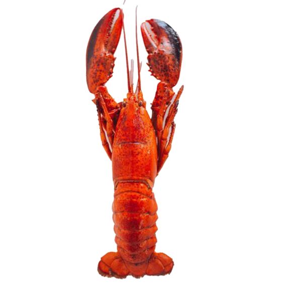 Fresh Lobster