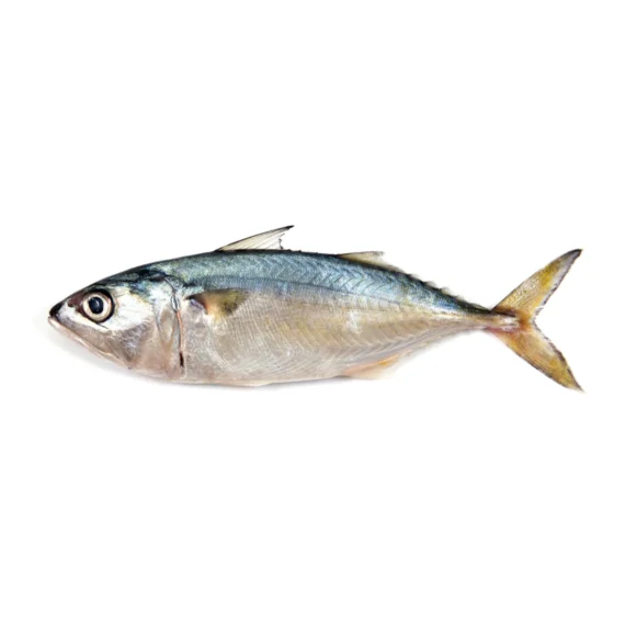 Indian Ocean Mackerel