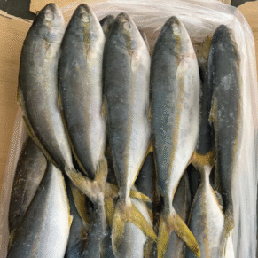 Yellowtail Fish